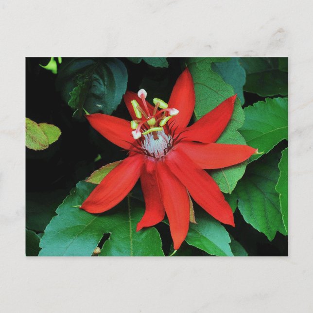 Passion Flower Postcard (Front)