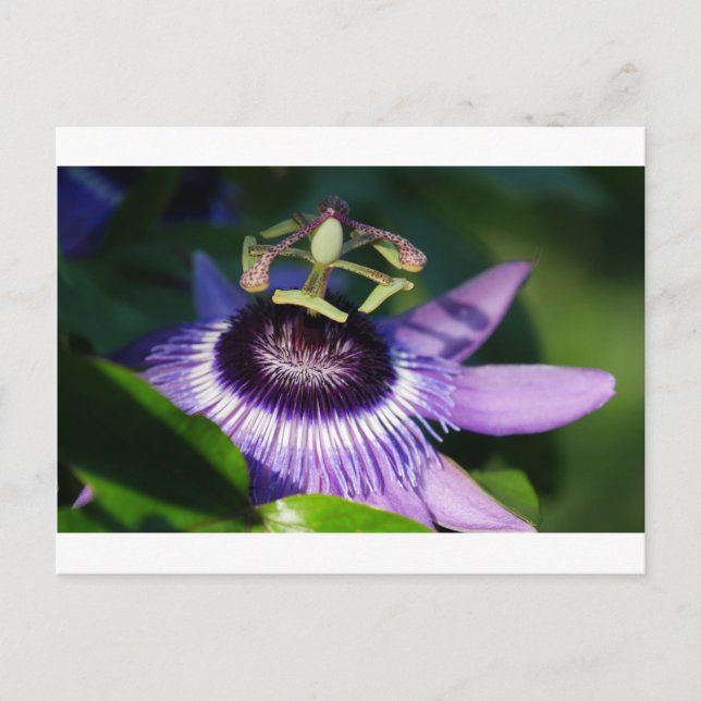 Passion Flower Postcard (Front)