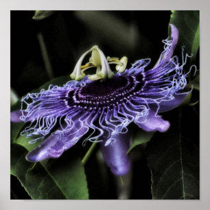 Passion Flower Poster