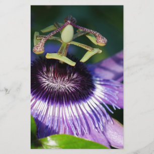 Passion Flower Stationery
