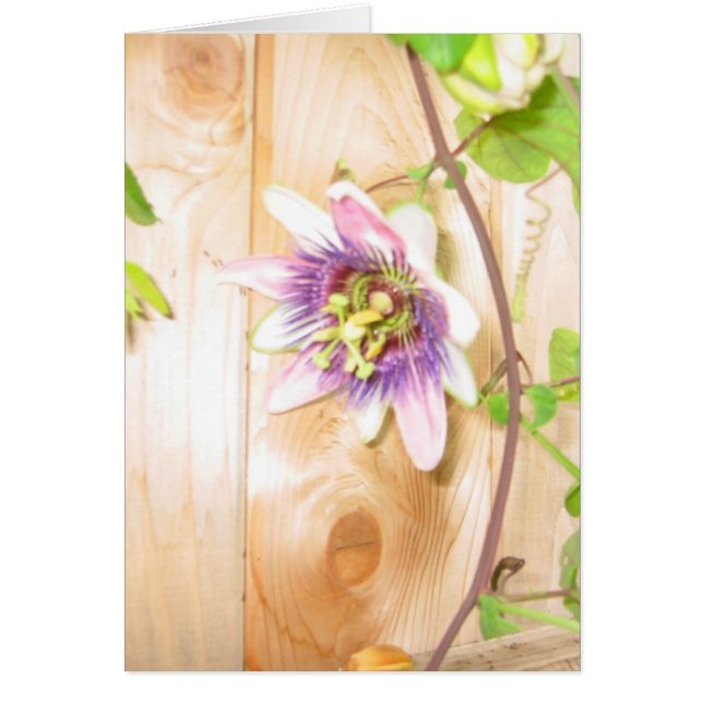 Passion Flower Vine (Front)