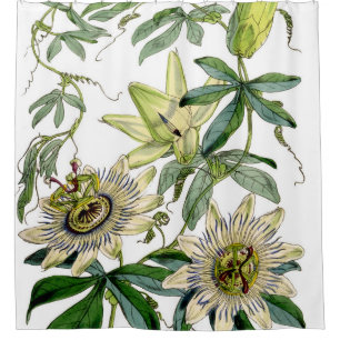 Passion Flower Vintage Print