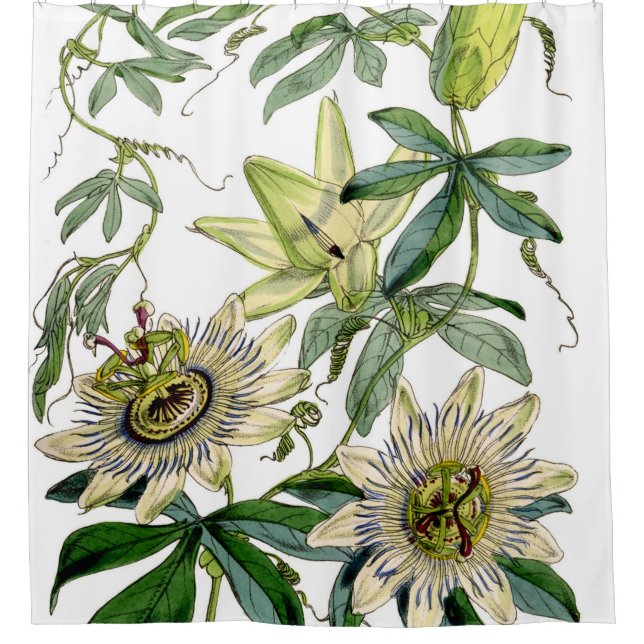 Passion Flower Vintage Print (Front)