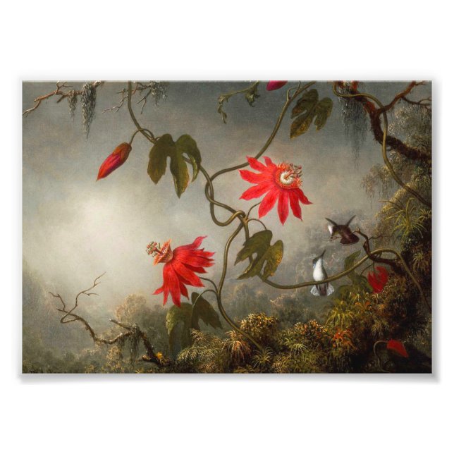 Passion Flowers with Hummingbirds Heade Photo Print (Front)