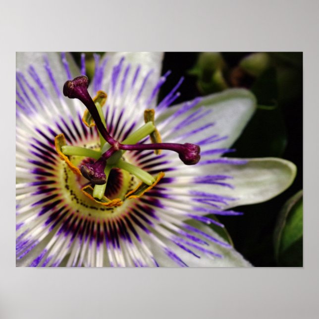 Passion Fruit Flower Poster, 16X12 Poster (Front)