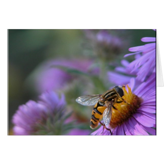 Passion violette (Devant horizontal)