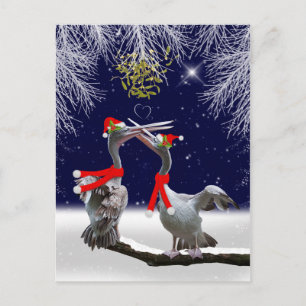 Passionate Pelicans Christmas Postcard