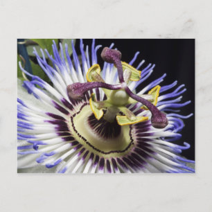 Passionflower close-up (MR) Postcard