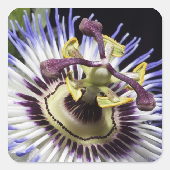 Passionflower close-up (MR) Square Sticker (Front)