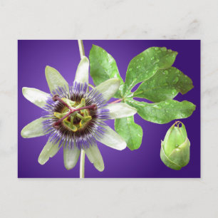 Passionflower Postcard