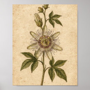 Passionflower Vine Botanical Art Poster