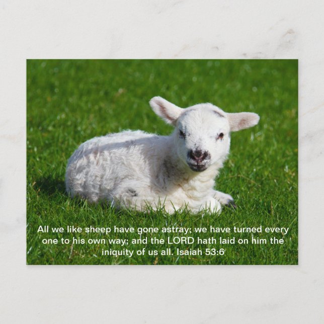 Passover Lamb, Isaiah 53 Postcard (Front)