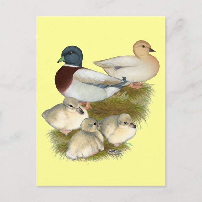 Pastel Call Duck Family Postcard (Front)