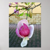 pastel coloured magnolia