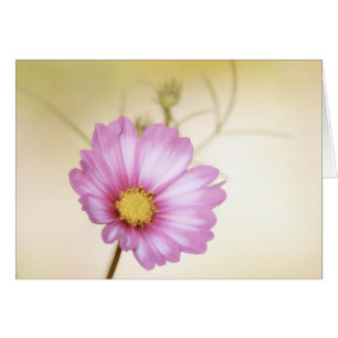 Pastel de cosmos