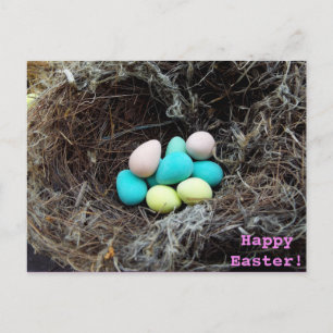 Pastel Easter eggs in real bird's nest photograph Holiday Postcard