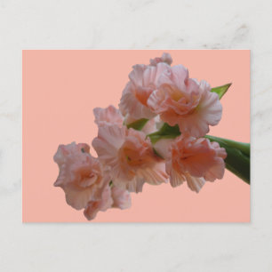 Pastel Gladioli Cust. BG Colour DIY Postcard