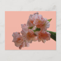 Pastel Gladioli Cust. Carte postale do-it-yourself