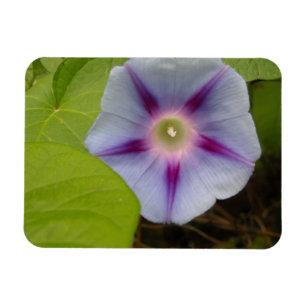 Pastel Morning Glory Magnet
