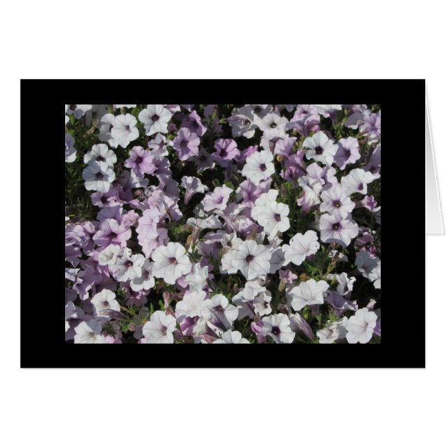 Pastel Petunias (Devant Horizontal)