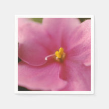 Pastel Pink African Violet (Saintpaulia) Flower