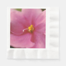 Pastel Pink African Violet (Saintpaulia) Flower