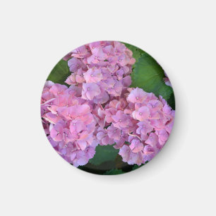 Pastel pink Hortensia hydrangea bloom  Magnet