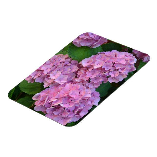 Pastel pink Hortensia hydrangea bloom  Magnet (Left Side)