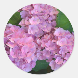 Pastel pink Hortensia hydrangea flowers  Classic Round Sticker