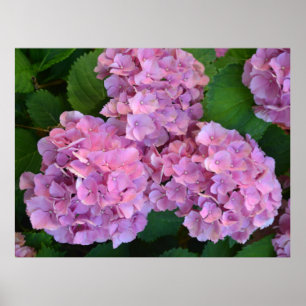Pastel pink Hortensia hydrangea flowers            Poster