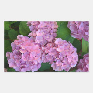 Pastel pink Hortensia hydrangea flowers Sticker