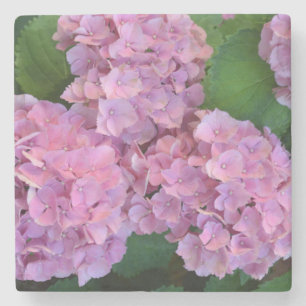Pastel pink Hortensia hydrangea flowers    Stone Coaster