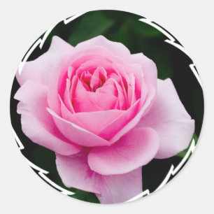 Pastel Pink Rose Stickers