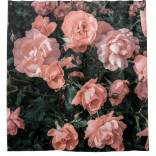 Pastel pink roses growing in the garden in soft li