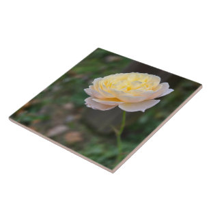 Pastel Yellow Pink Rose Tile