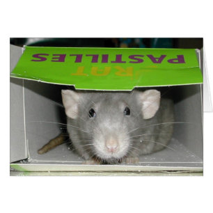 Pastilles de rat