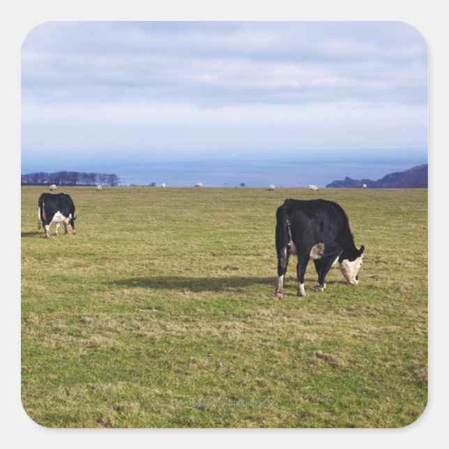 Pastoral scene of cows in field overlooking square sticker (Front)