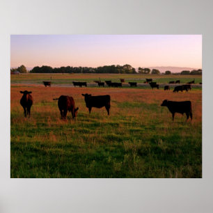 Pasture of Black Angus Poster