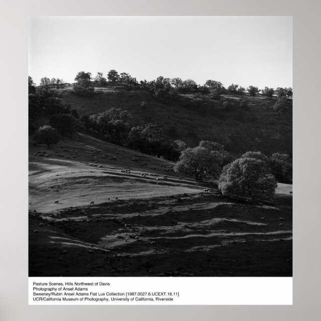 Pasture Scene by Ansel Adams Poster (Front)
