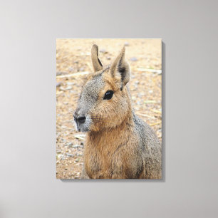 PATAGONIAN MARA CANVAS PRINT