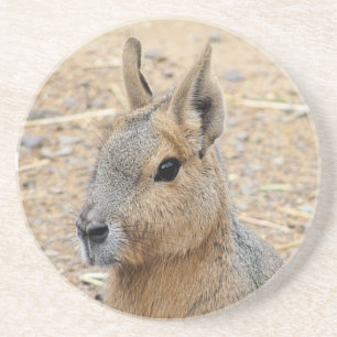 PATAGONIAN MARA COASTER
