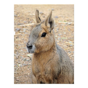 PATAGONIAN MARA   PHOTO PRINT