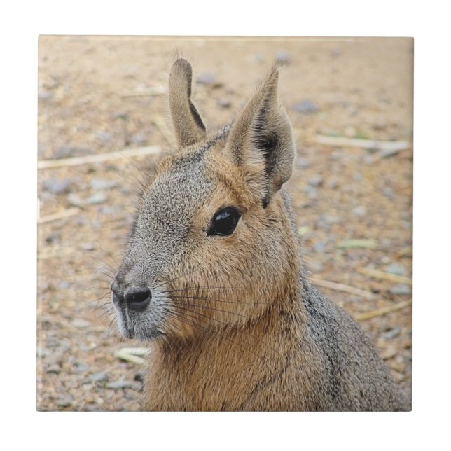 PATAGONIAN MARA TILE (Front)