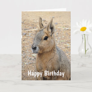 PATAGONIAN MARA WILD ANIMAL CARD