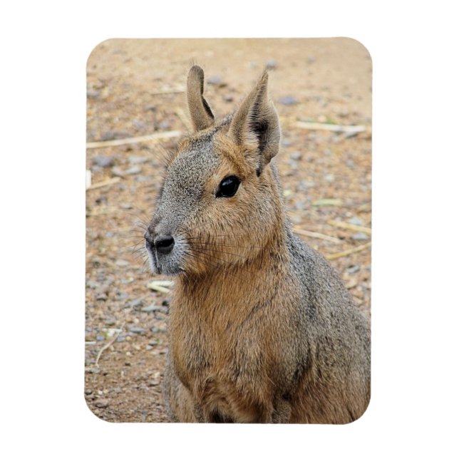 PATAGONIAN MARA WILD ANIMAL MAGNET (Vertical)