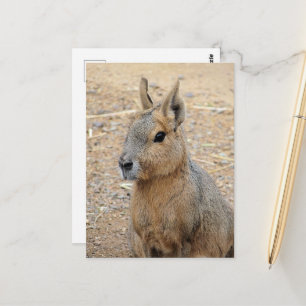 PATAGONIAN MARA WILD ANIMAL POSTCARD