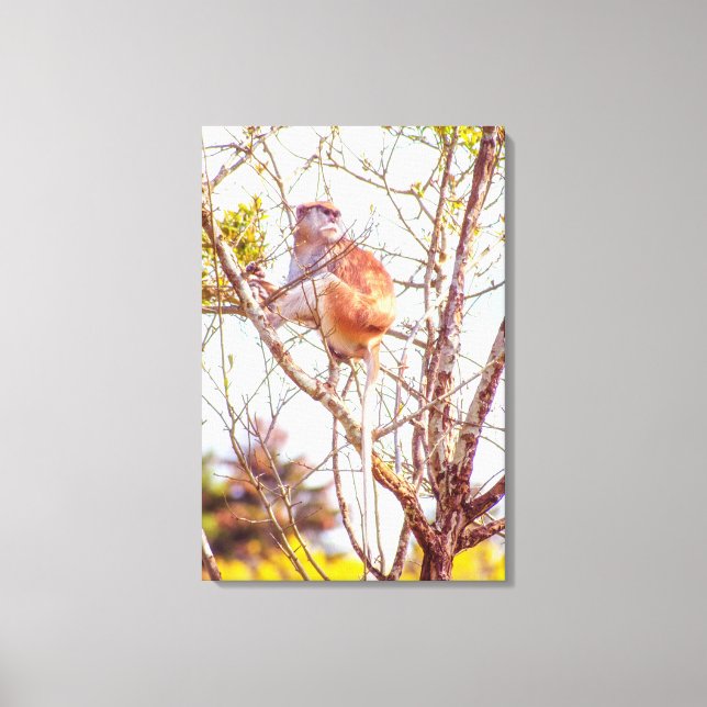 Patas is Up a Tree Canvas Print (Front)