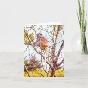 Patas is Up a Tree Card