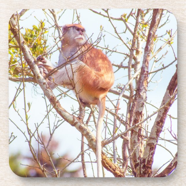 Patas is Up a Tree Coaster (Front)