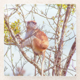 Patas is Up a Tree Glass Coaster